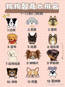 边境牧羊犬最聪明！（狗的聪明排名1到100）
