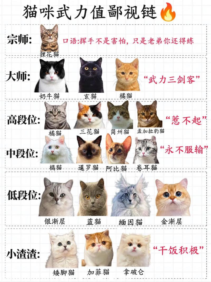 各品种实力大比拼（全球猫咪战力排名）