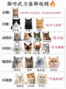 各品种实力大比拼（全球猫咪战力排名）