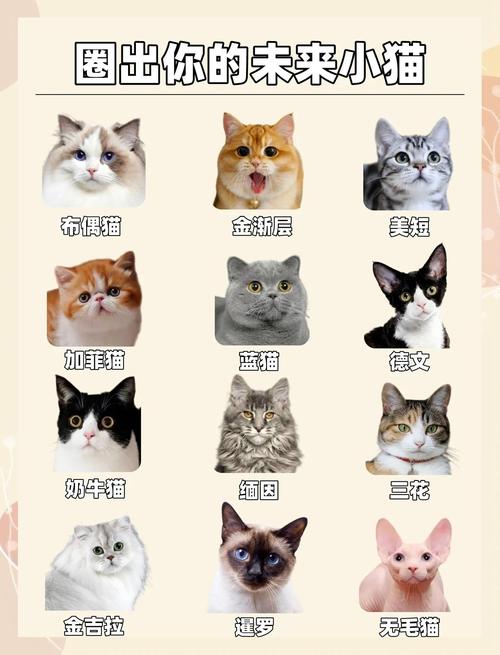 养猫选对品种很重要（哪种猫温顺粘人好养）