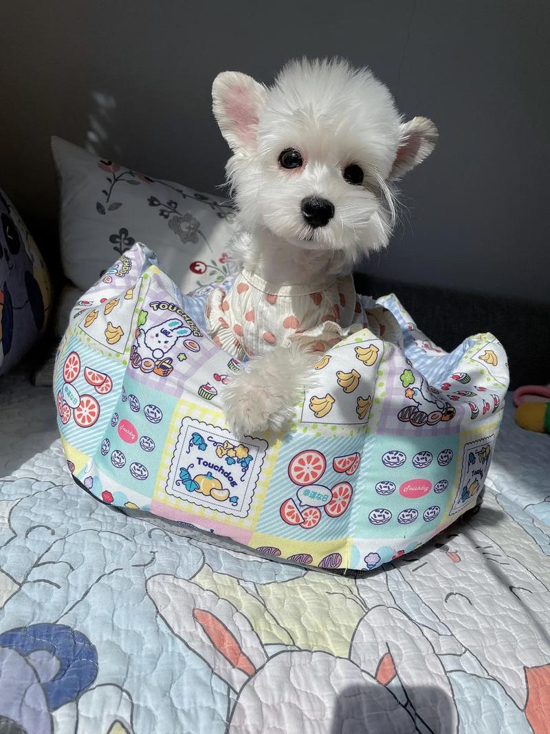 小巧活泼的城市守护神（体型较小的小型犬狗）
