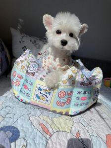 小巧活泼的城市守护神（体型较小的小型犬狗）