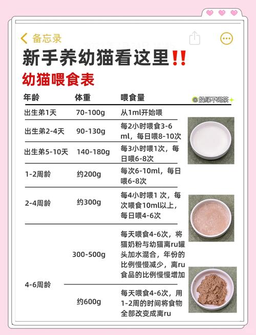 用品喂养健康全攻略（新手养猫的注意事项）