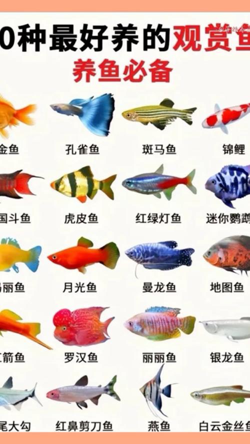 养鱼乐趣多，选对鱼儿好！（小型观赏鱼 种类）