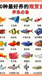 养鱼乐趣多，选对鱼儿好！（小型观赏鱼 种类）