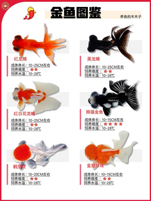 金鱼品种多色彩艳，养出水中艺术品！（金鱼品种大全一览表）