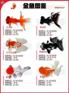 金鱼品种多色彩艳，养出水中艺术品！（金鱼品种大全一览表）