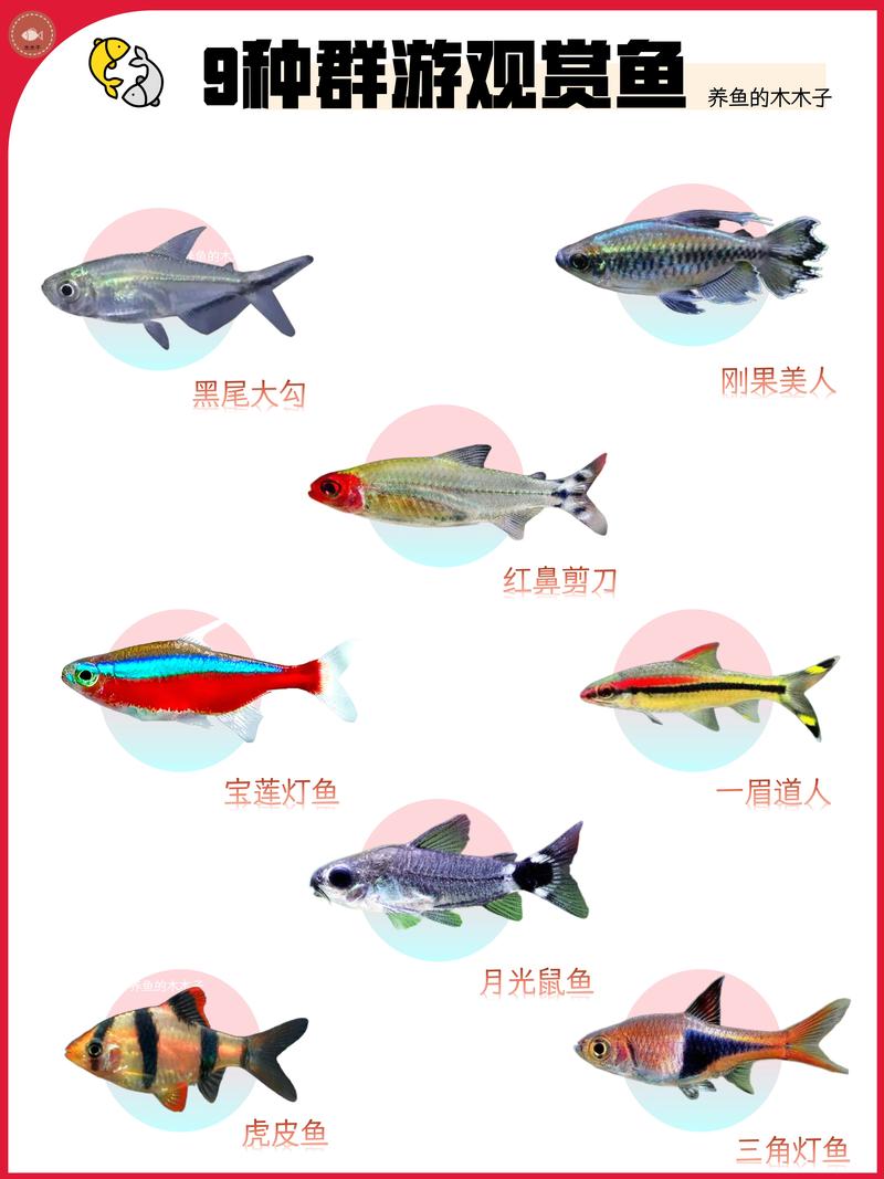 易养鱼种推荐（最好养的观赏鱼排行榜）