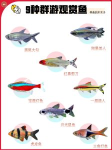 易养鱼种推荐（最好养的观赏鱼排行榜）