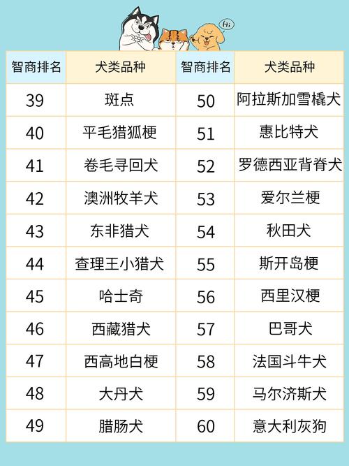 边境牧羊犬第一，训练社交很重要！（狗狗智商排行榜1-100名）