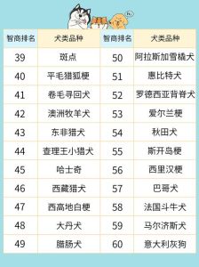 边境牧羊犬第一，训练社交很重要！（狗狗智商排行榜1-100名）