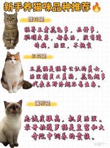 选对温顺猫，养猫更轻松幸福！（猫咪温顺排行榜）