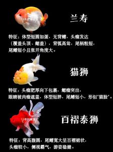元旦咸鱼之王攒资源换金鱼攻略（咸鱼之王金鱼档次表）