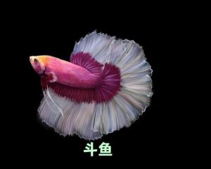 10种好看易养的小型观赏鱼推荐（十大最美小型观赏鱼图）