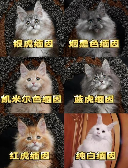 缅因猫领衔，温柔与活力并存！（十大体型最大的猫咪品种）