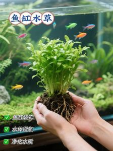 懒人鱼好养，健康又省心！（什么水族适合懒人养）
