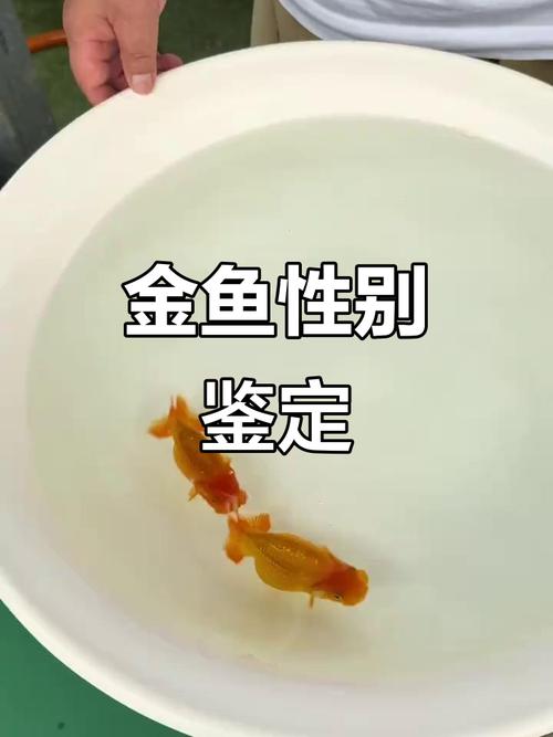 金鱼公母怎么分？看胸鳍追星和肚子形状！（金鱼公母区分图解）