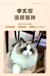 布偶折耳等适合家庭（那种猫性格最温顺）