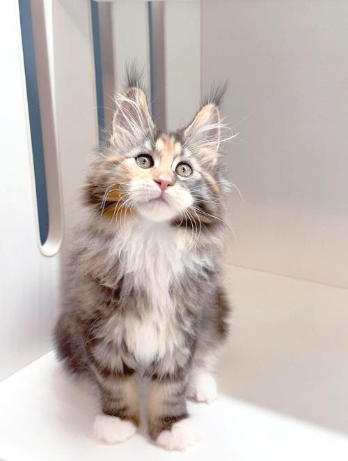 10种温顺猫咪品种推荐