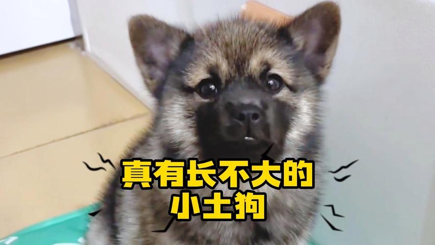 萌宠伴侣，欢乐家庭（长不大的小土狗长啥样）