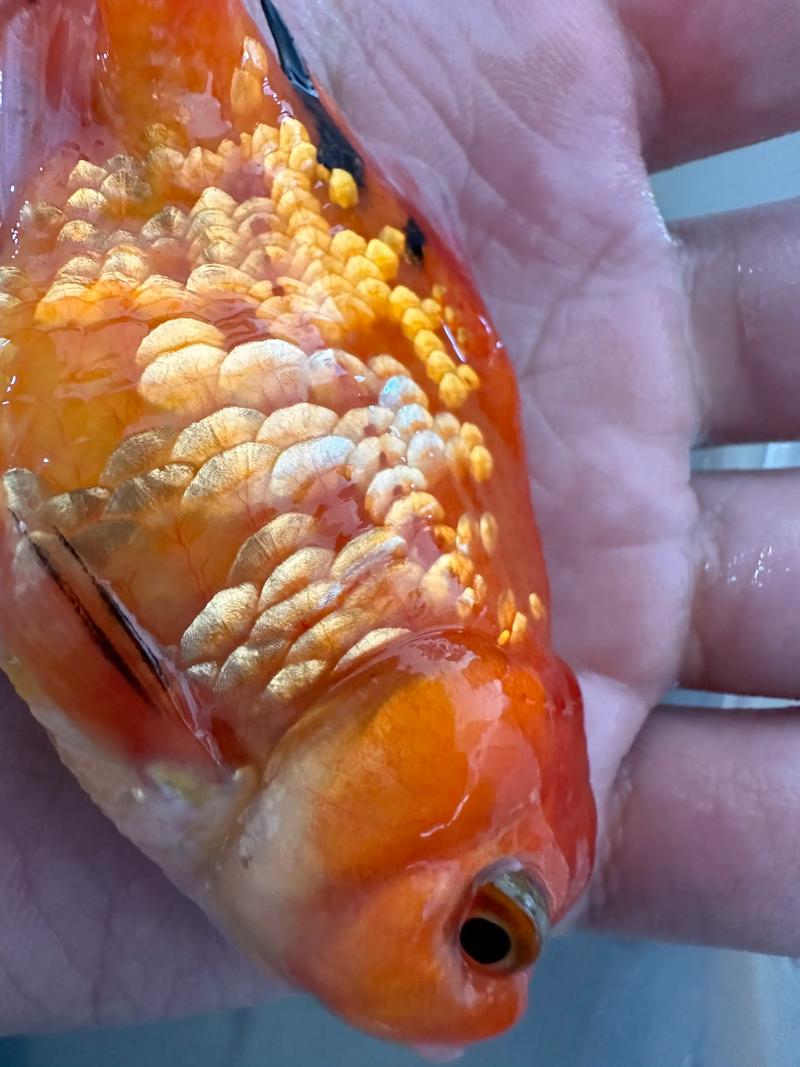 鱼鳞竖立像松果，小心高死亡率！（观赏鱼炸鳞图片大全）