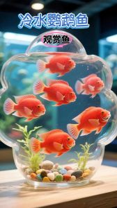 观赏鱼怎么养？鱼缸选择与养水技巧（淋湿の观赏鱼）