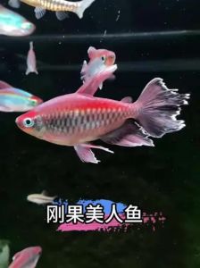 观赏鱼pH敏感，稳定水质养好鱼（观赏鱼美人鱼ph值）