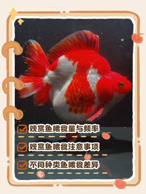 小鱼喂食要科学，幼时勤喂，成年少喂，看鱼吃多久（观赏小鱼多久喂一次）