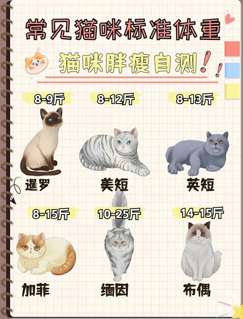 小橘猫1-6个月成长速，体重增，需基础训练（猫咪1-6个月体型图片）