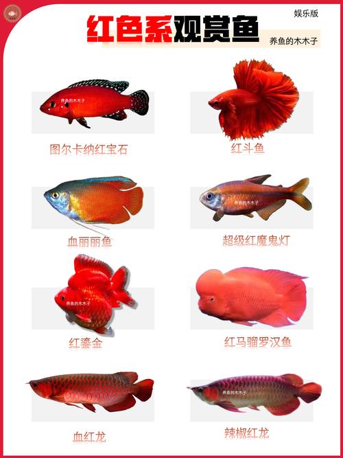 8种高颜值观赏鱼，新手进阶都有选！（颜值当值的8种观赏鱼）