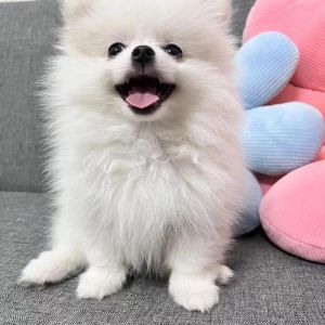小型犬好养？选对更幸福！（什么狗长不大）