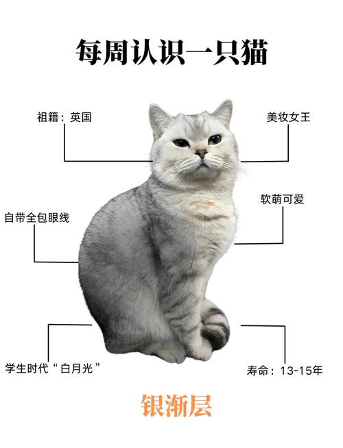 选温顺猫？英短美短异短布偶都行（什么品种的猫咪温顺）
