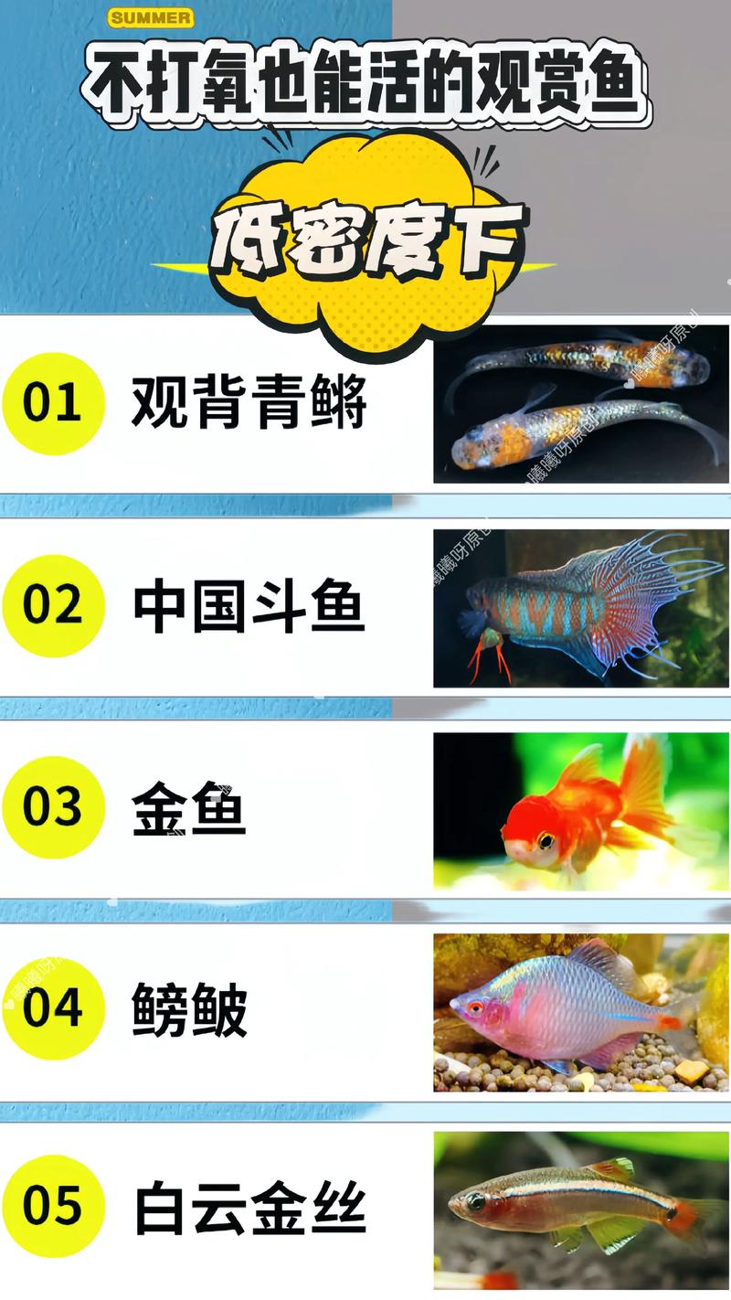 避开难养品种，理性选择易养鱼（千万不要养鱼观赏鱼）