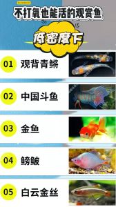 避开难养品种，理性选择易养鱼（千万不要养鱼观赏鱼）