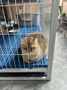百元养猫选狸花奶牛，温和好养不伤财（100元以内宠物猫）