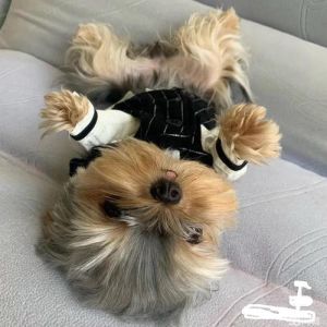 8种可爱长不大的狗狗（长不大的狗有哪几种）