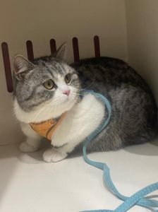 选温顺猫咪？英短美短布偶很亲人！（哪一种猫最温顺又乖）