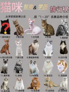 猫咪聪明各异，性格多样需陪伴（猫咪智商排行榜）