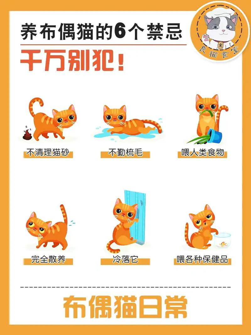 体检驱虫，科学喂食，日常护理，陪伴活动（新手养布偶猫注意事项）