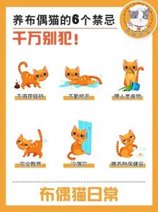 体检驱虫，科学喂食，日常护理，陪伴活动（新手养布偶猫注意事项）