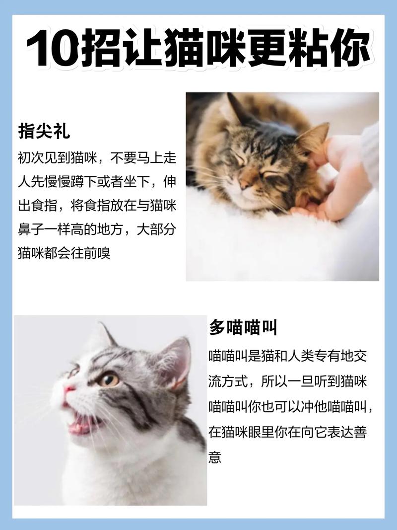 布偶曼基康暹罗等超有爱（猫咪粘人排行榜）