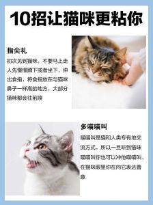 布偶曼基康暹罗等超有爱（猫咪粘人排行榜）