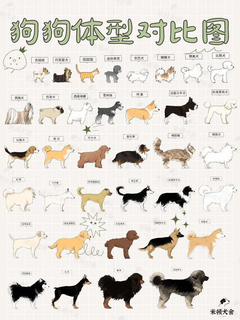 从吉娃娃到大丹犬，总有一款适合你！（宠物狗体型大小排名）