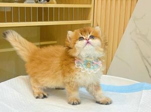 选温顺猫？波斯布偶是首选，个体差异也要看（宠物猫哪种最温顺）