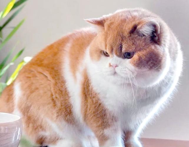 温和不咬人猫推荐及养猫要点（哪种猫不咬人最温顺）