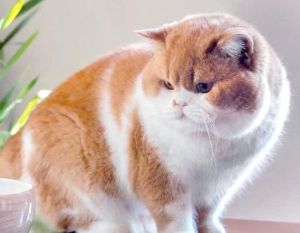 温和不咬人猫推荐及养猫要点（哪种猫不咬人最温顺）