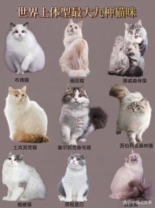 喜马拉雅新加坡黑足德文莱克斯和暹罗（体型最小猫咪十大排名）