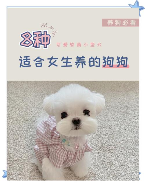 雪纳瑞到比熊，优缺点要知晓（什么狗狗不掉毛没体味又好养小中型犬）