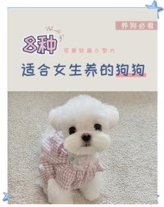 雪纳瑞到比熊，优缺点要知晓（什么狗狗不掉毛没体味又好养小中型犬）