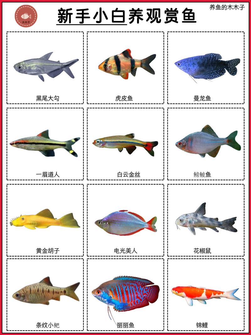 名称图片对照（淡水观赏鱼大全名称图片）
